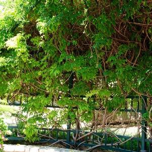 Wisteria, Semi-Evergreen