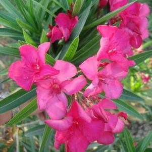Oleander, Red