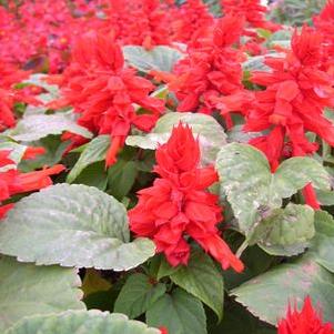 Salvia, Red Hot Sally