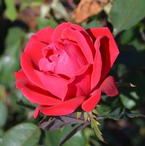 Rose, Double Knock Out