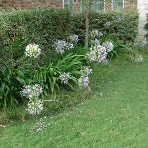 Agapanthus, Standard