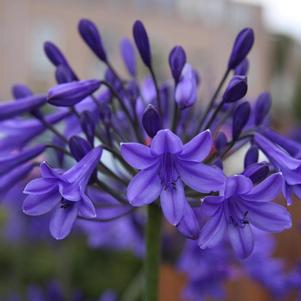 Agapanthus, Peter Pan