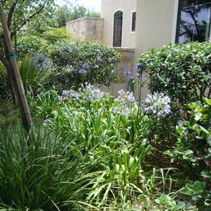 Agapanthus, Queen Ann