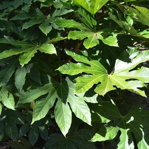 Aralia, Fatsia, or Glossy Leaf Paper Plant
