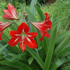 Amaryllis