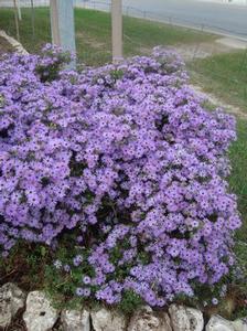 Aster, Fall