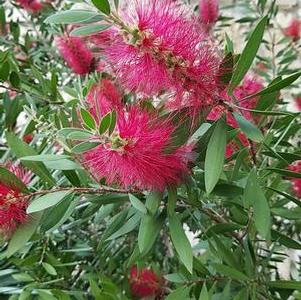 Bottlebrush
