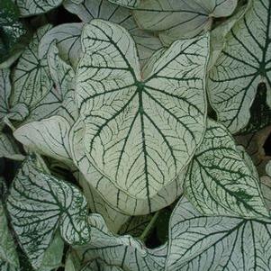 Caladium