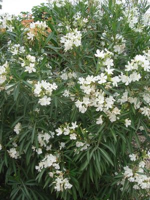 Nerium oleander (Oleander, White)