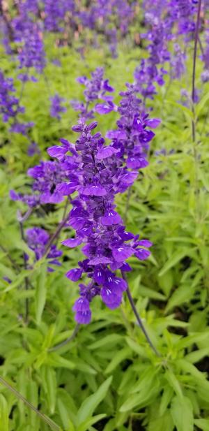 Salvia farinacea (Salvia, Mealy Blue Sage)