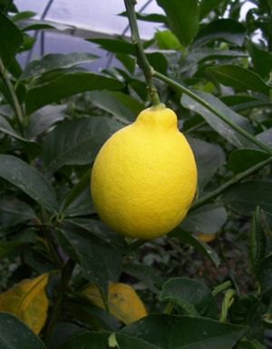 Cirtrus x meyeri (Citrus, Improved Meyer Lemon)