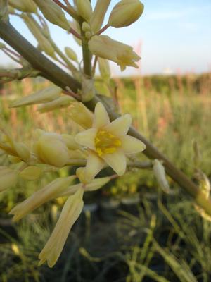 Hesperaloe parviflora (Yucca, Yellow Blooming)
