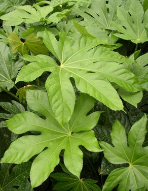 Fatsia japonica (Aralia, Fatsia, or Glossy Leaf Paper Plant)