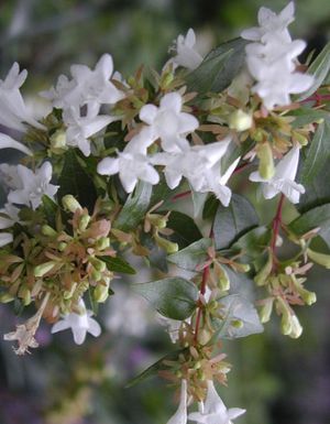 Abelia x grandiflora (Abelia, Glossy)