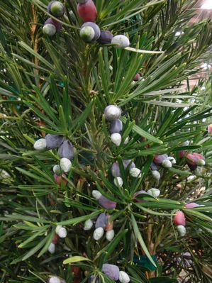 Podocarpus macrophyllus (Yew, Japanese)