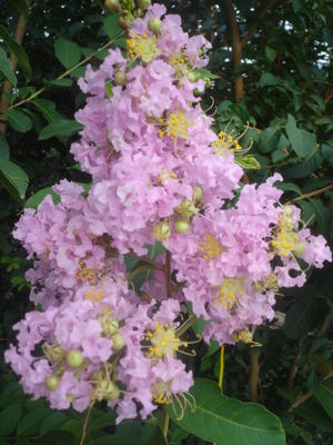 Lagerstroemia indica (Crape Myrtle, Basham)