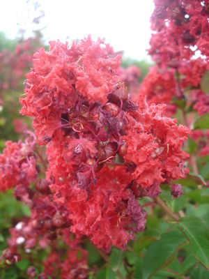 Lagerstroemia indica (Crape Myrtle, Red)