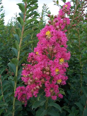 Lagerstroemia indica (Crape Myrtle, Tuscarora)