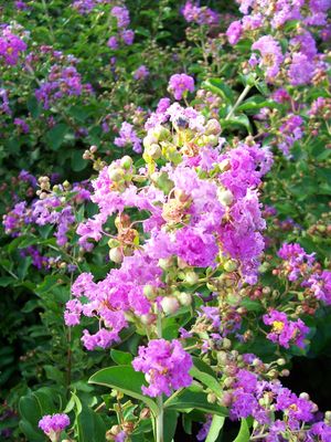 Lagerstroemia indica (Crape Myrtle, Purple)