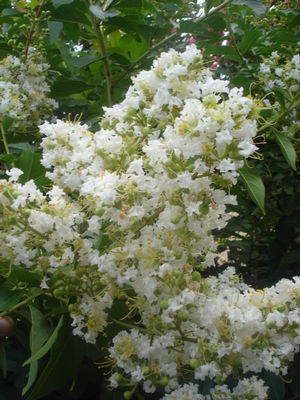 Lagerstroemia indica (Crape Myrtle, Natchez)