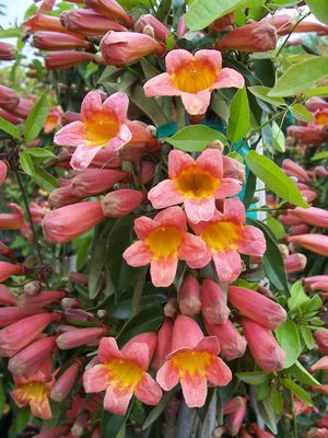 Bignonia capreolata (Crossvine)