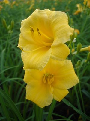 Hemerocallis X (Daylily, Stella De Oro)