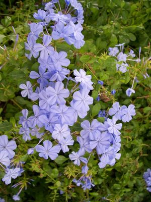 Plumbago auriculata (Plumbago)