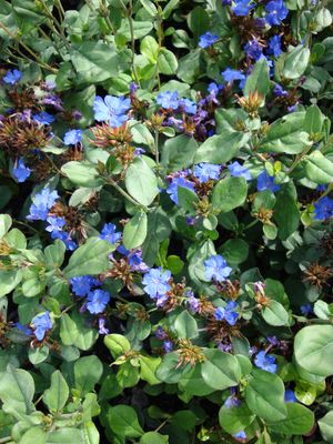 Ceratostigma plumbaginoides (Plumbago, Dwarf)