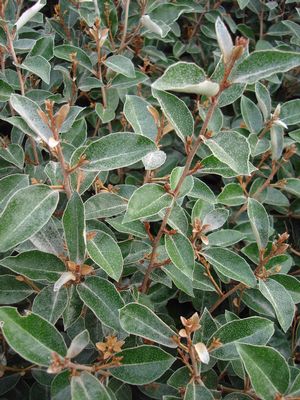 Elaeagnus pungens (Elaeagnus or Silverbery)