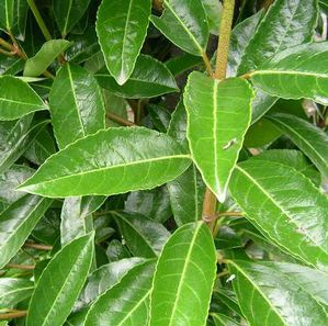 Viburnum odoratissimum (Viburnum, Sweet)