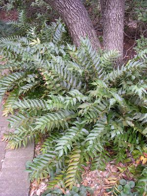 Cyrtomium falcatum (Fern, Holly)