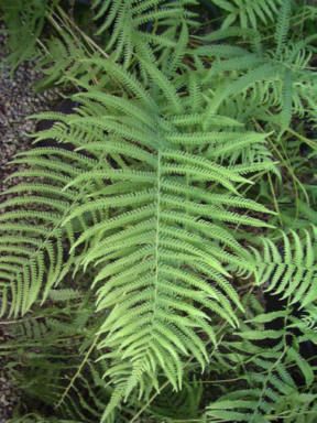 Dryopteris normalis (Fern, River)