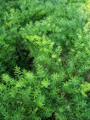 Asparagus densiflorus (Fern, Sprengeri)