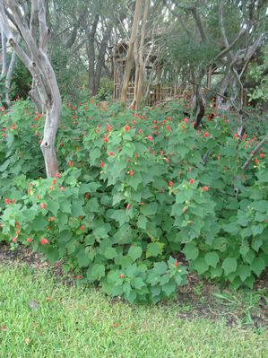 Malvaviscus arboreus var. Drummondii (Turk's Cap)