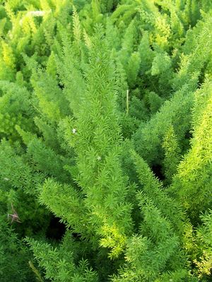 Asparagus densiflorus (Fern, Foxtail)