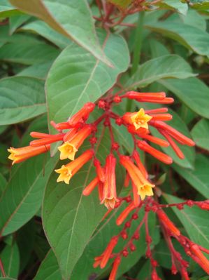 Hamelia patens (Firebush)