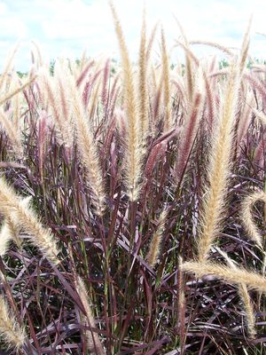 Pennisetum setaceum (Grass, Purple Fountain)