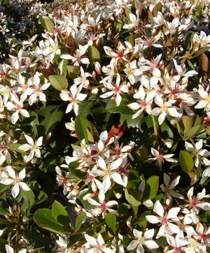 Raphiolepis indica (Hawthorn, Clara)