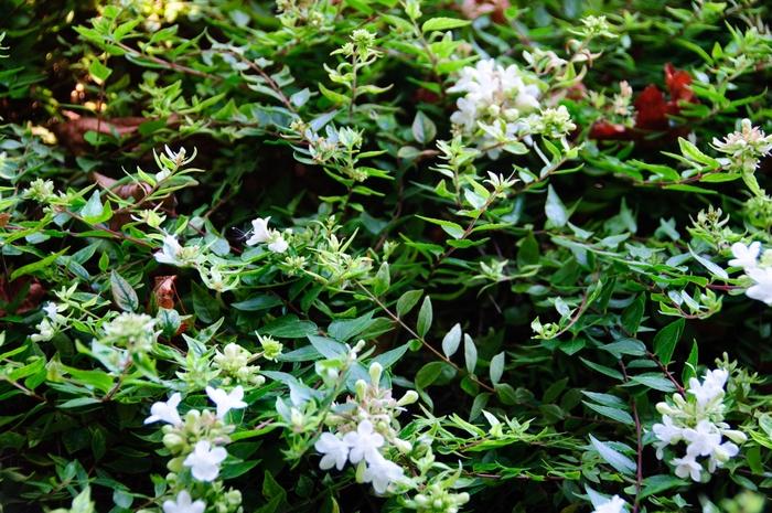 Abelia x grandiflora Sherwoodii