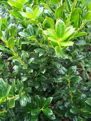 Ilex cornuta (Holly, Burford Dwarf)