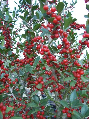 Ilex vomitoria (Holly, Pride of Houston Yaupon)