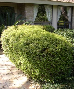 Ilex vomitoria (Holly, Dwarf Yaupon)