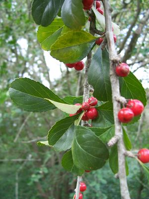 Ilex decidua (Holly, Possom Haw Yaupon)