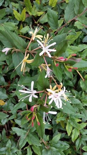 Lonicera japonica (Honeysuckle, Purple)