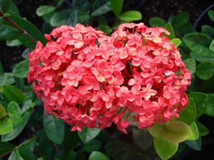 Ixora coccinea (Ixora)