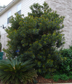 Elaeocarpus decipiens (Japanese Blueberry Shrub)