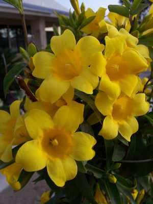 Gelsemium sempervirens (Jasmine, Carolina)