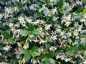 Trachelospermum jasminoides (Jasmine, Confederate)