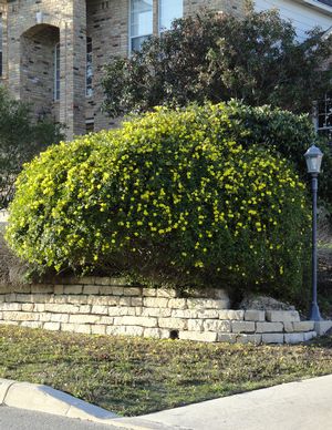 Jasminum mesnyi (Jasmine, Primrose)