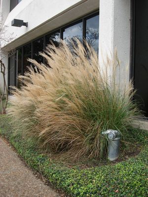 Muhlenbergia lindheimeri (Grass, Muhly)